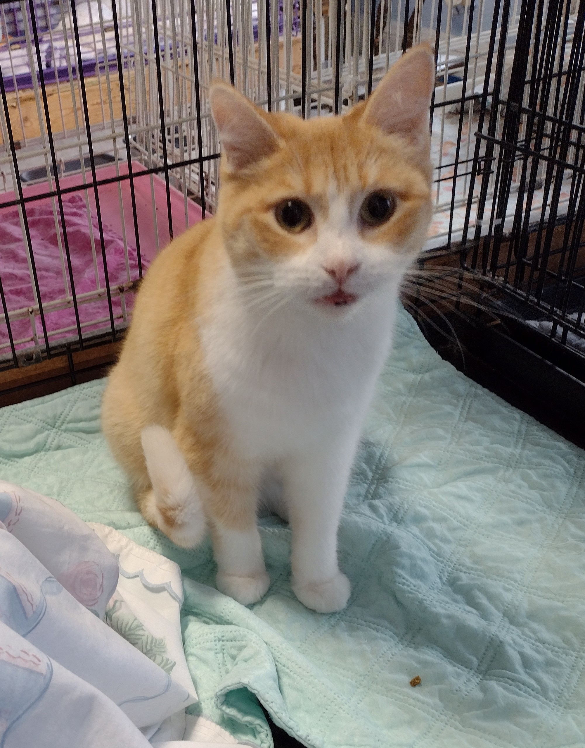 Riley Is WSCR Cat Of Week | News, Sports, Jobs - Post Journal